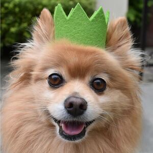 NIB MODERNBEAST Party Beast Crown for Pets Green